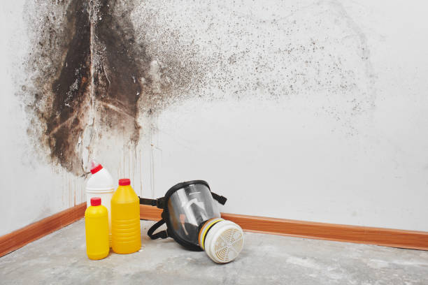 Best Office Mold Removal Services  in Timberwood Park, TX