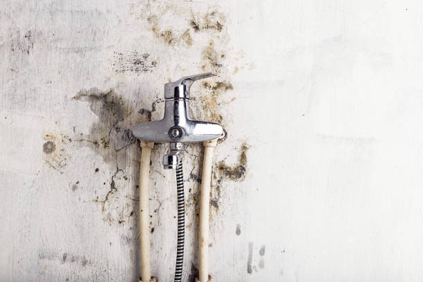 Best Mold Removal Company Near Me  in Timberwood Park, TX