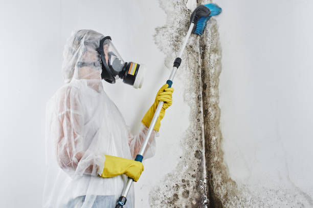 Mold Removal and Inspection in Timberwood Park, TX