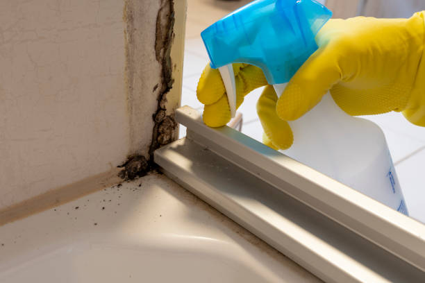 Best Professional Mold Removal  in Timberwood Park, TX