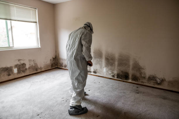 Professional Mold Removal in Timberwood Park, TX