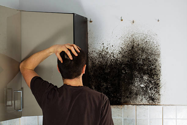 Best Local Mold Removal Service  in Timberwood Park, TX